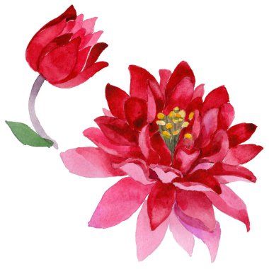 Kır çiçeği aquilegia çiçek izole bir suluboya tarzında