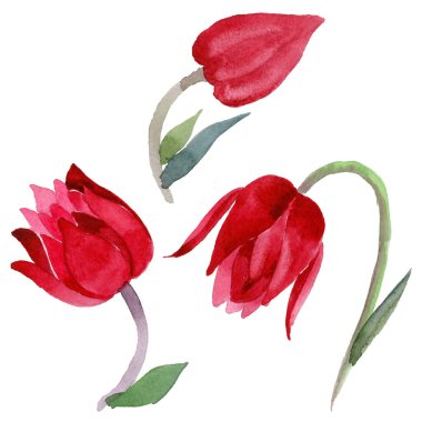 Kır çiçeği aquilegia çiçek izole bir suluboya tarzında
