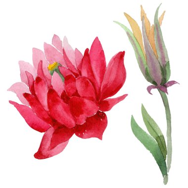 Kır çiçeği aquilegia çiçek izole bir suluboya tarzında