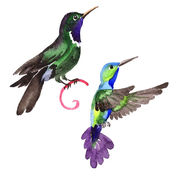 Sky bird colibri in a wildlife by watercolor style isolated. — Stock Photo, Image