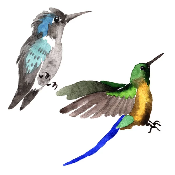 Sky bird colibri in a wildlife by watercolor style isolated. — Stock Photo, Image