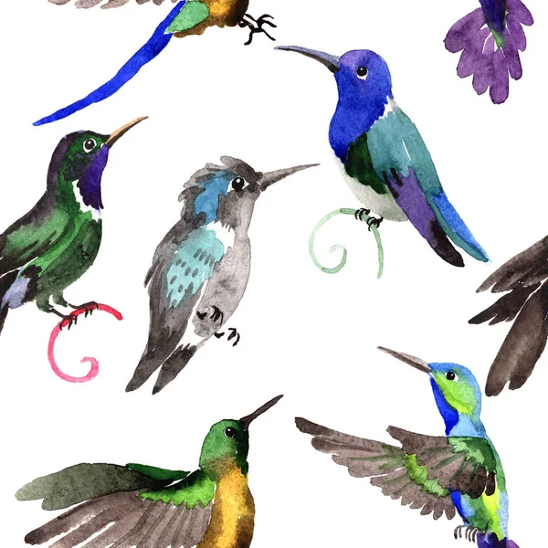 Sky bird colibri in a wildlife by watercolor style pattern. — Stock Photo, Image