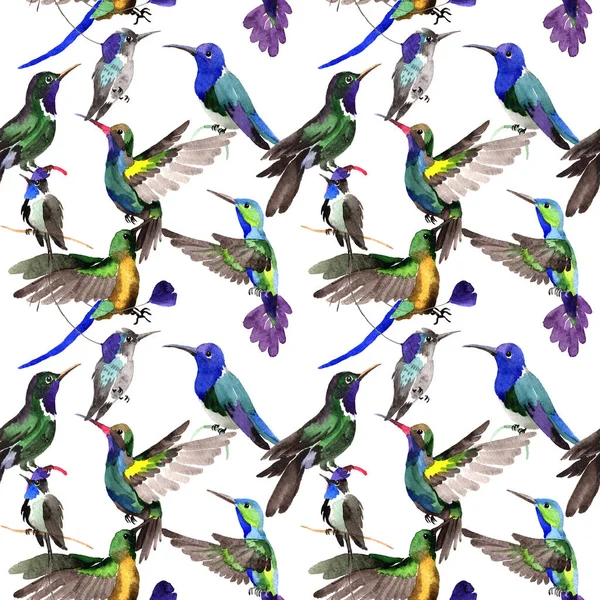 Sky bird colibri in a wildlife by watercolor style pattern. — Stock Photo, Image