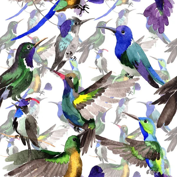 Sky fågel colibri i ett djurliv av akvarell stil mönster. — Stockfoto