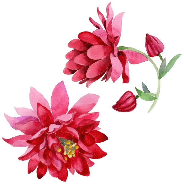 Квітка дикої квітки акваріума в акварельному стилі ізольована — стокове фото