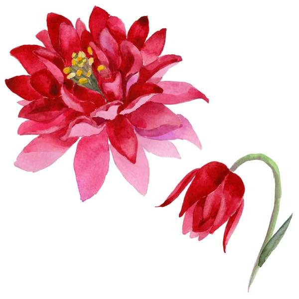 Wildflower aquilegia bloem in een aquarel stijl geïsoleerd — Stockfoto