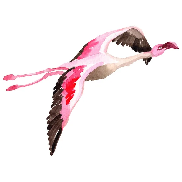 Gökyüzü kuş flamingo suluboya Style izole bir yaban hayatı içinde. — Stok fotoğraf