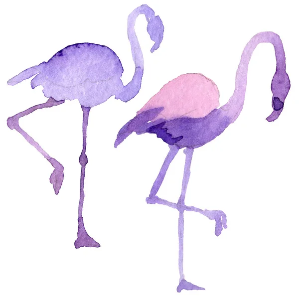 Flamingo pássaro céu em uma vida selvagem pelo estilo aquarela isolado . — Fotografia de Stock