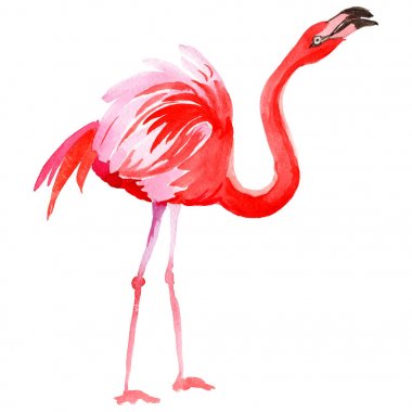 Gökyüzü kuş flamingo suluboya Style izole bir yaban hayatı içinde.