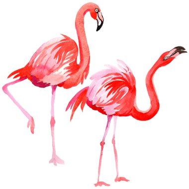 Gökyüzü kuş flamingo suluboya Style izole bir yaban hayatı içinde.