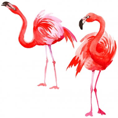 Gökyüzü kuş flamingo suluboya Style izole bir yaban hayatı içinde.