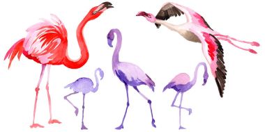 Gökyüzü kuş flamingo suluboya Style izole bir yaban hayatı içinde.