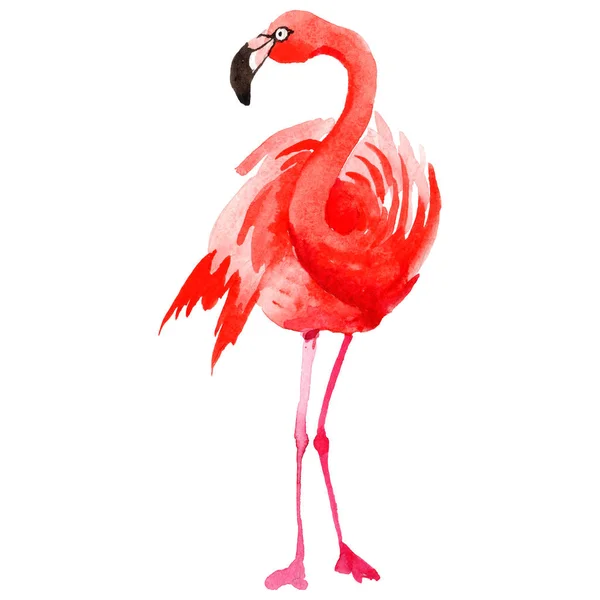 Flamingo pássaro céu em uma vida selvagem pelo estilo aquarela isolado . — Fotografia de Stock