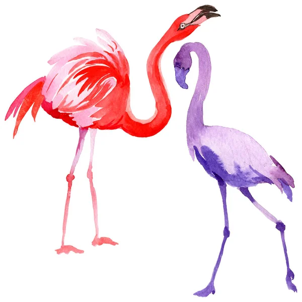 Flamingo pássaro céu em uma vida selvagem pelo estilo aquarela isolado . — Fotografia de Stock