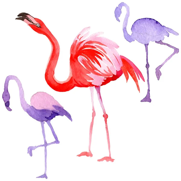 Flamingo pássaro céu em uma vida selvagem pelo estilo aquarela isolado . — Fotografia de Stock