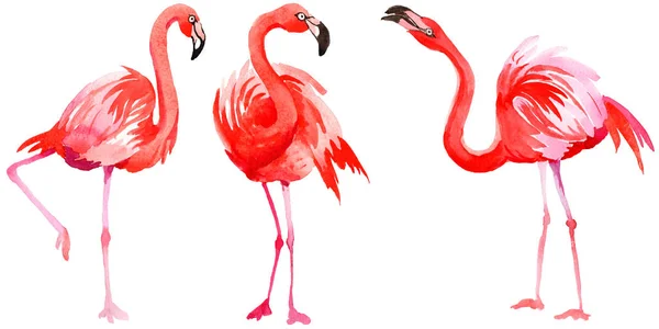 Flamingo ptak niebo w dzikich przez stylu przypominającym akwarele na białym tle. — Zdjęcie stockowe