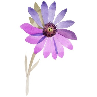 Kır çiçeği rengi bozulmayan çiçek çiçek izole bir suluboya tarzında.