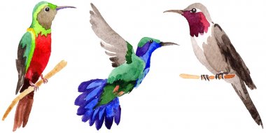 Gökyüzü kuş colibri suluboya Style izole bir yaban hayatı içinde.