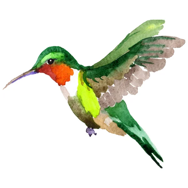 Sky bird colibri in a wildlife by watercolor style isolated. — Stock Photo, Image