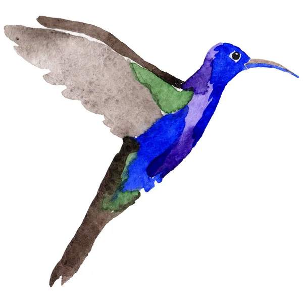 Cielo colibrí pájaro en una vida silvestre por el estilo de acuarela aislado . — Foto de Stock
