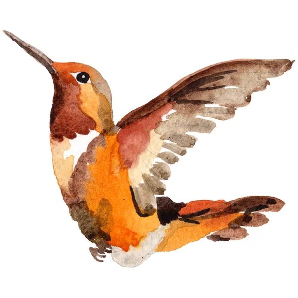 Sky bird colibri dans une faune par aquarelle style isolé . — Photo