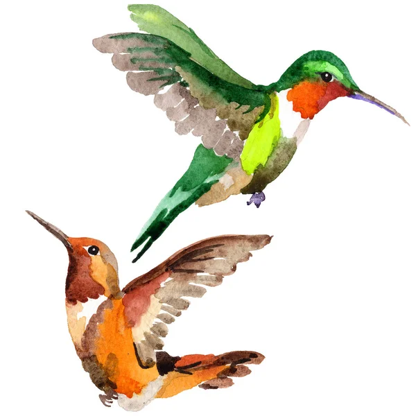 Sky bird colibri in a wildlife by watercolor style isolated. — Stock Photo, Image