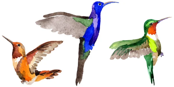 Niebo ptak colibri w dzikich przez stylu przypominającym akwarele na białym tle. — Zdjęcie stockowe