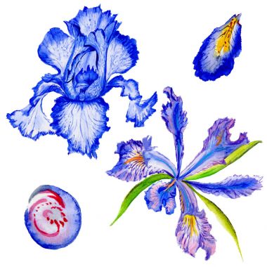 Kır çiçeği Iris çiçek izole bir suluboya tarzında.