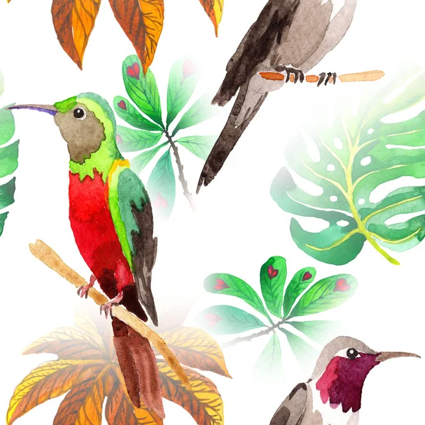 Patrón de colibrí de pájaro cielo en una vida silvestre por estilo acuarela . — Foto de Stock