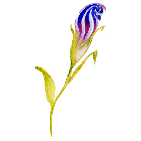 Flor de iris de flor silvestre en un estilo de acuarela aislado . — Foto de Stock