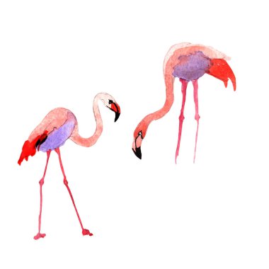 Gökyüzü kuş flamingo suluboya Style izole bir yaban hayatı içinde.