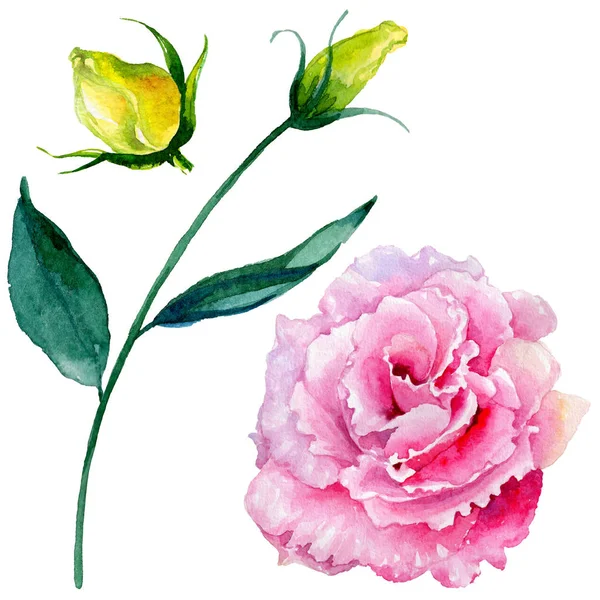 Kır çiçeği gül çiçek izole bir suluboya tarzında.