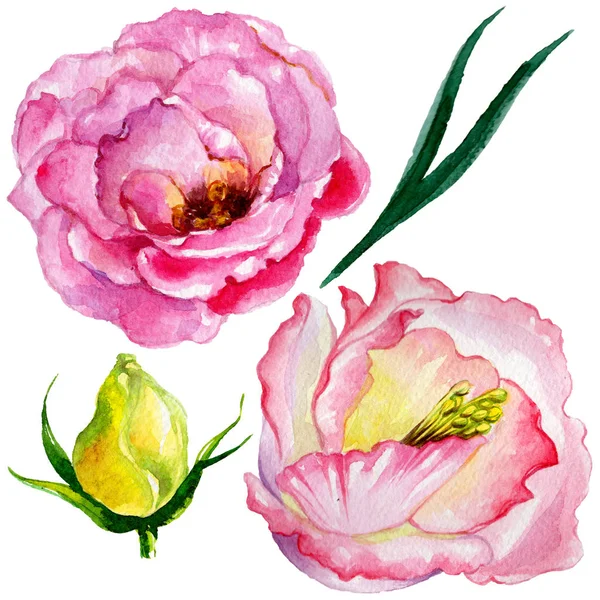 Kır çiçeği gül çiçek izole bir suluboya tarzında.