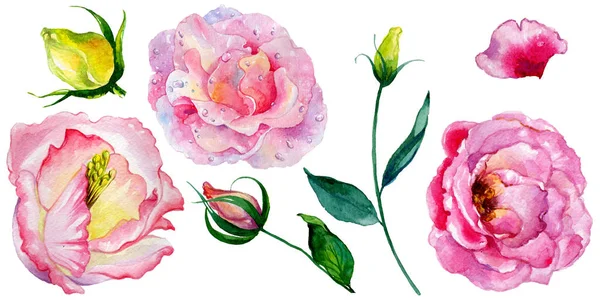 Kır çiçeği gül çiçek izole bir suluboya tarzında.