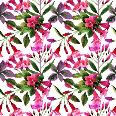 Kır çiçeği Weigela florida çiçek deseni suluboya tarzında.