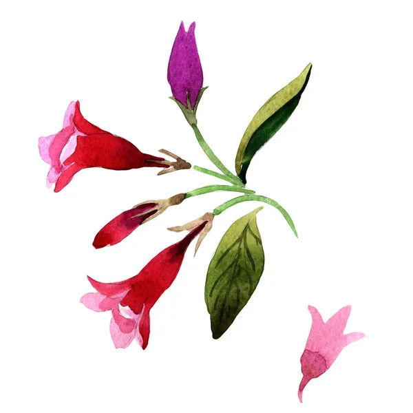 Wildflower Weigela florida flor em um estilo aquarela isolado . — Fotografia de Stock