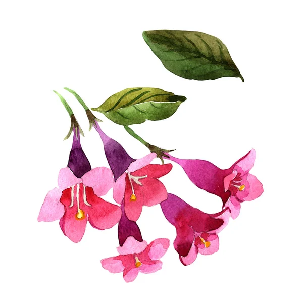 Kır çiçeği Weigela florida çiçek izole bir suluboya tarzında.