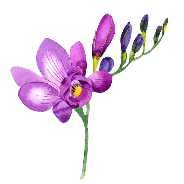Flor fresia Wildflower em um estilo aquarela isolado . — Fotografia de Stock