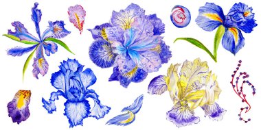 Kır çiçeği Iris çiçek izole bir suluboya tarzında.