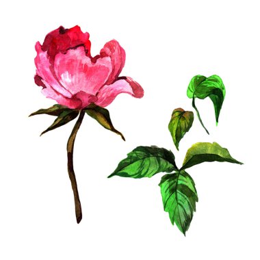 Kır çiçeği Şakayık çiçeği izole bir suluboya tarzında.