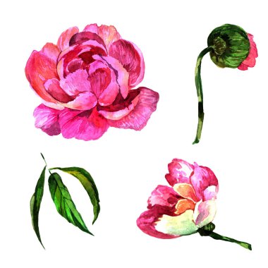 Kır çiçeği Şakayık çiçeği izole bir suluboya tarzında.