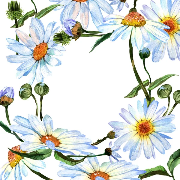 Wildflower daisy flower in frame a watercolor style. — Stock Photo, Image