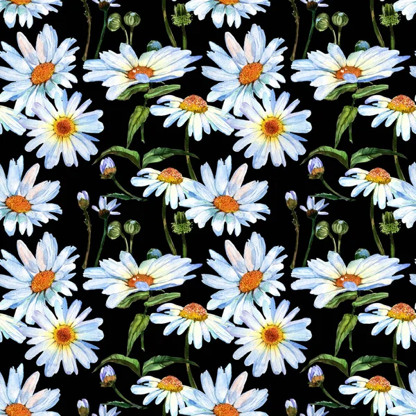 Wildflower daisy blommönster i akvarell stil. — Stockfoto