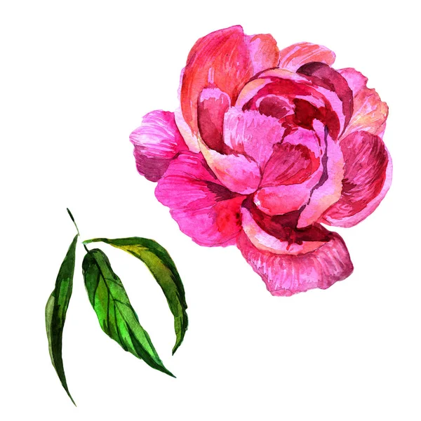 Wildflower peony bloem in een aquarel stijl geïsoleerd. — Stockfoto