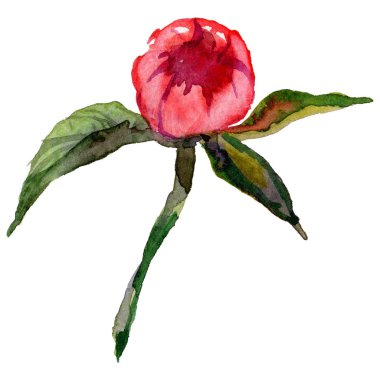 Kır çiçeği Şakayık çiçeği izole bir suluboya tarzında.