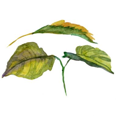 Kır çiçeği Şakayık çiçeği izole bir suluboya tarzında.