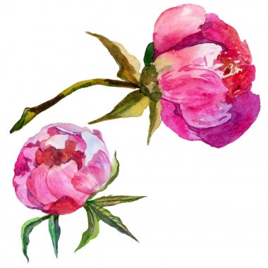 Kır çiçeği Şakayık çiçeği izole bir suluboya tarzında.