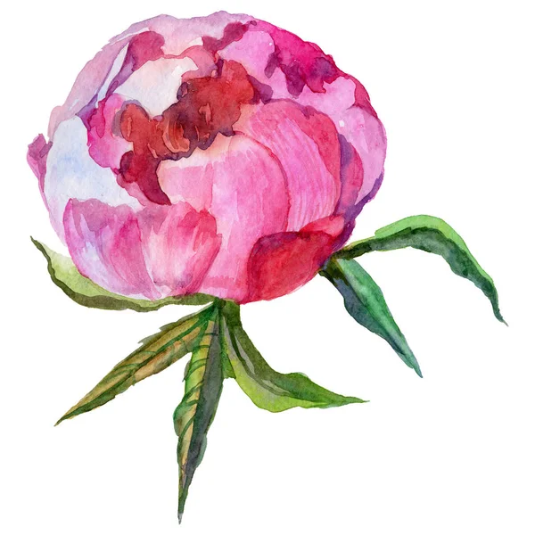 Wildflower peony bloem in een aquarel stijl geïsoleerd. — Stockfoto