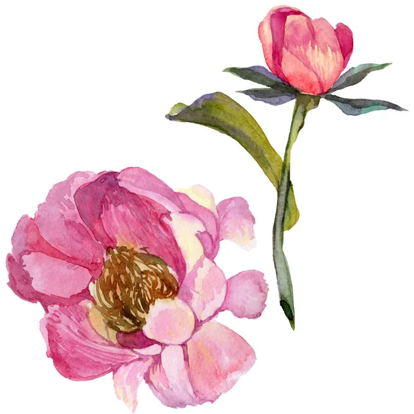 Wildflower peony flower in a watercolor style isolated. — Stock Photo, Image