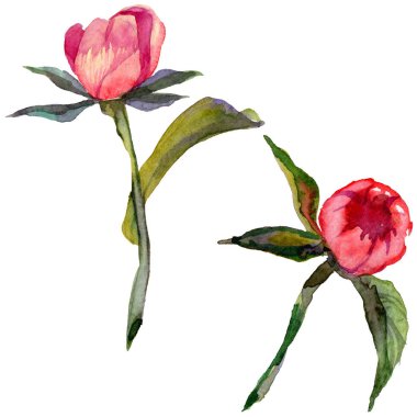 Kır çiçeği Şakayık çiçeği izole bir suluboya tarzında.